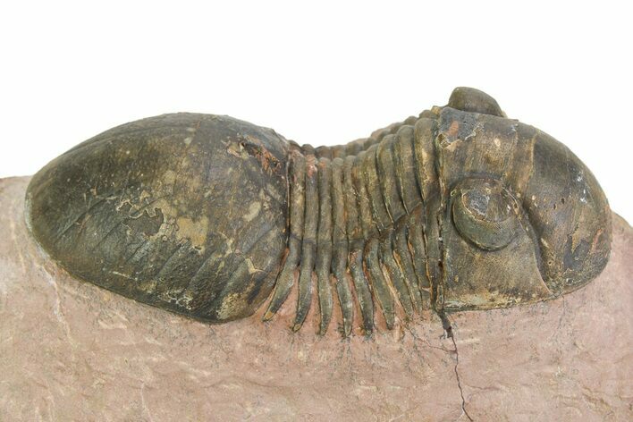 Detailed Paralejurus Trilobite Fossil - Lghaft, Morocco #350434